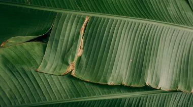 plating-instructions-image